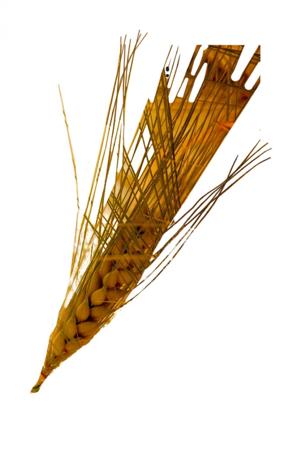 Creation of Lucky Wheat Bridal Bouquet: Step 3